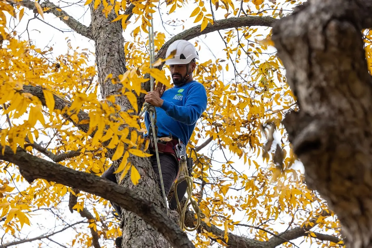 Skilled Tree Planing crew working in Saint Paul